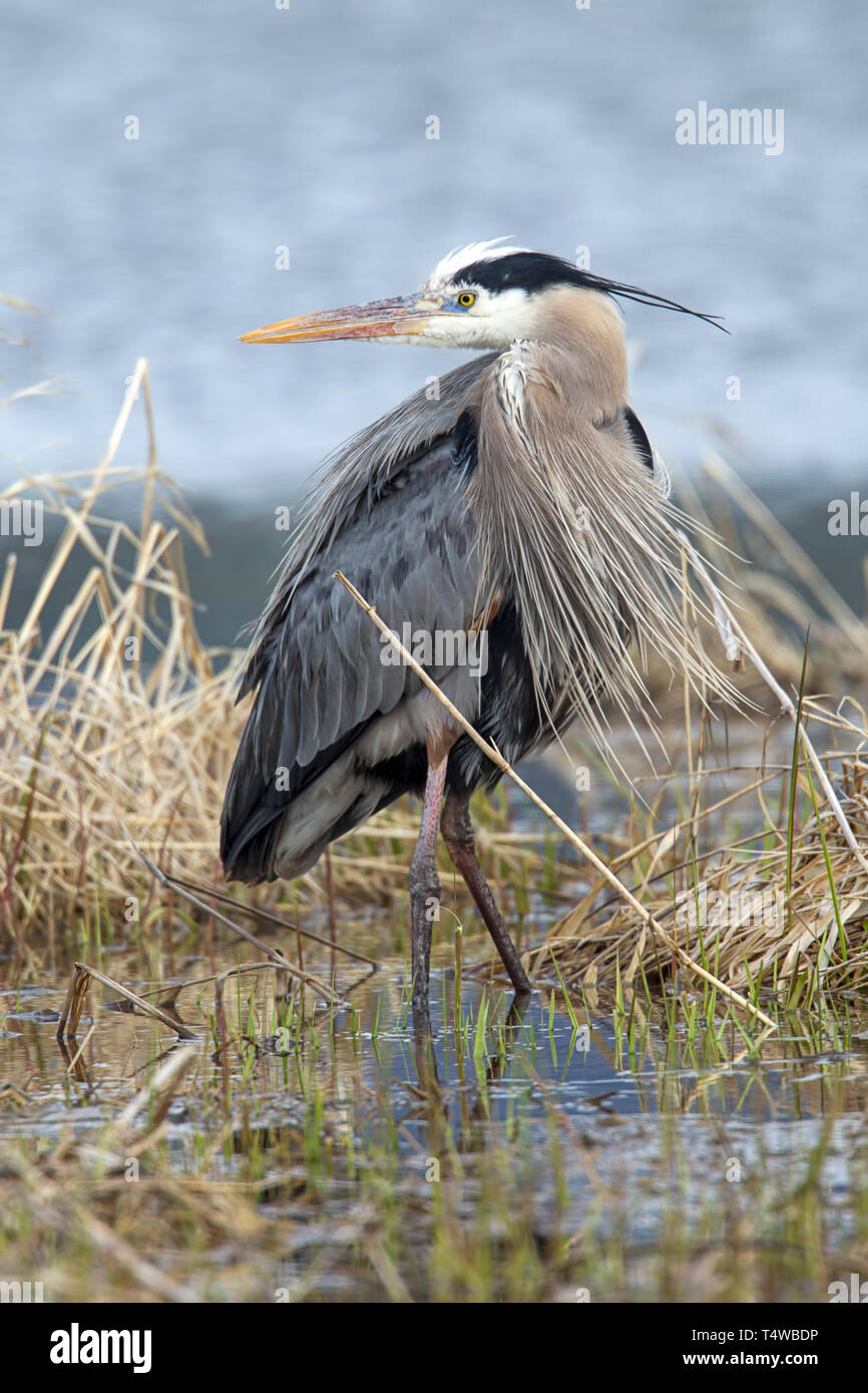 Great blue heron stands in a marsh in Hauser, Idaho. Stock Photo