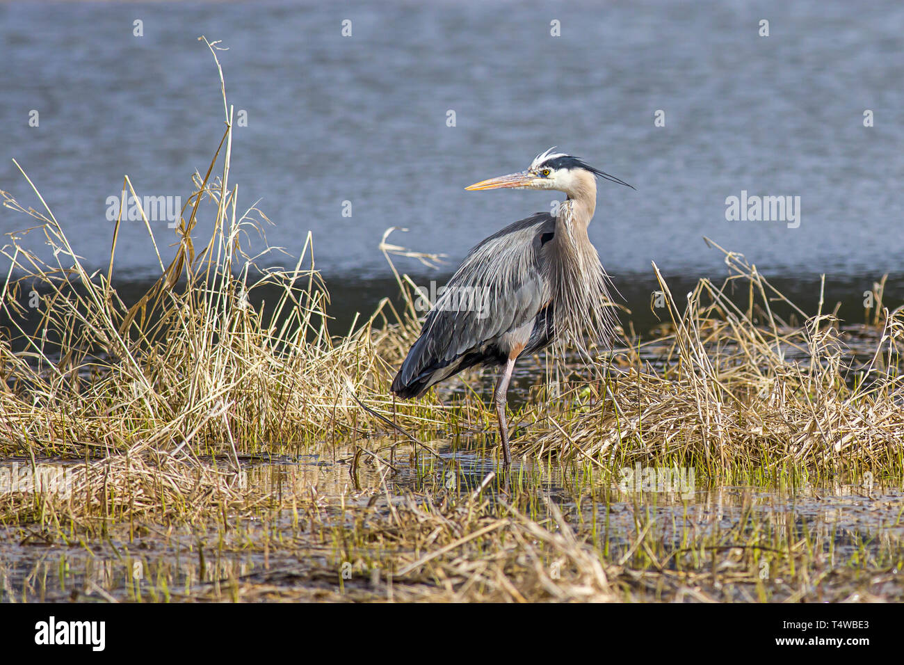 A large great blue heron stands in a marsh area in Hauser, Idaho. Stock Photo