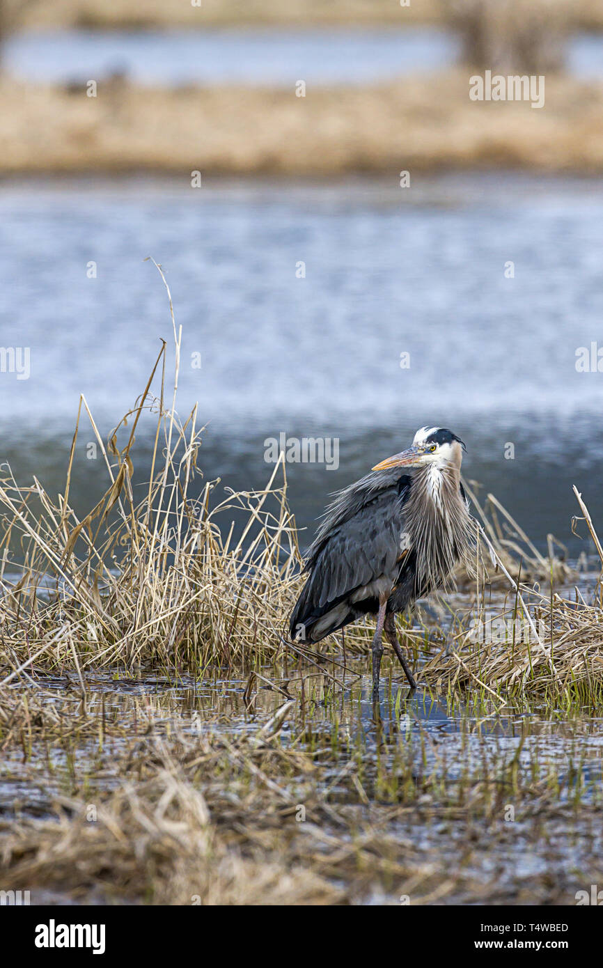A large great blue heron stands in a marsh area in Hauser, Idaho. Stock Photo
