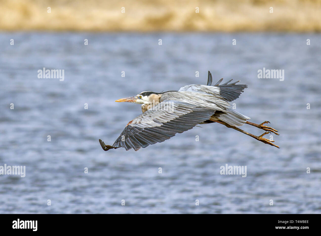 A great blue heron flies low over the water near Hauser Lake, in north Idaho Stock Photo