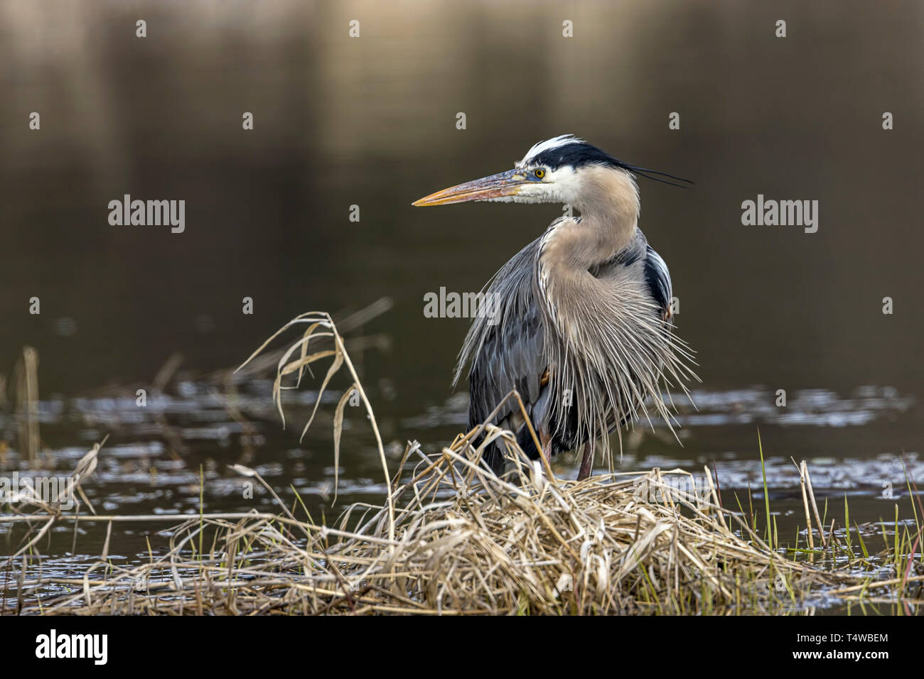 A portraiture type photo of a great blue heron by Hauser Lake in north Idaho. Stock Photo