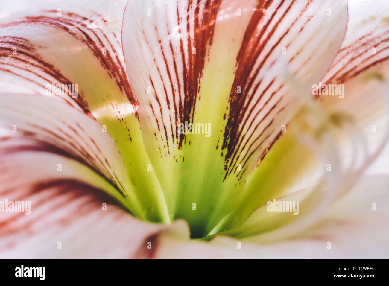Macro photography of a flower Stock Photo - Alamy