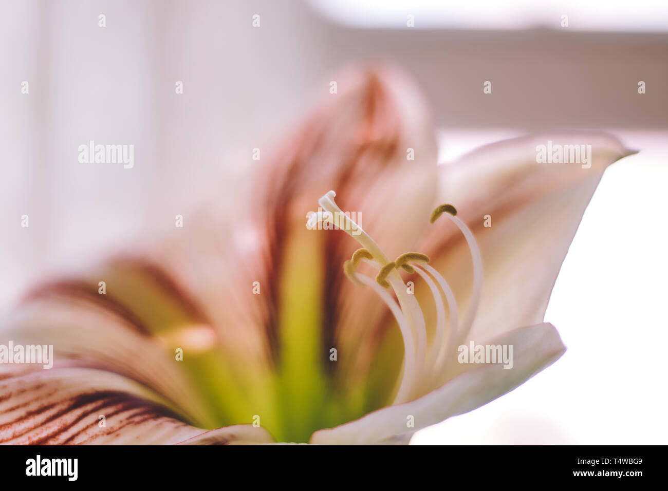Macro photography of a flower Stock Photo - Alamy