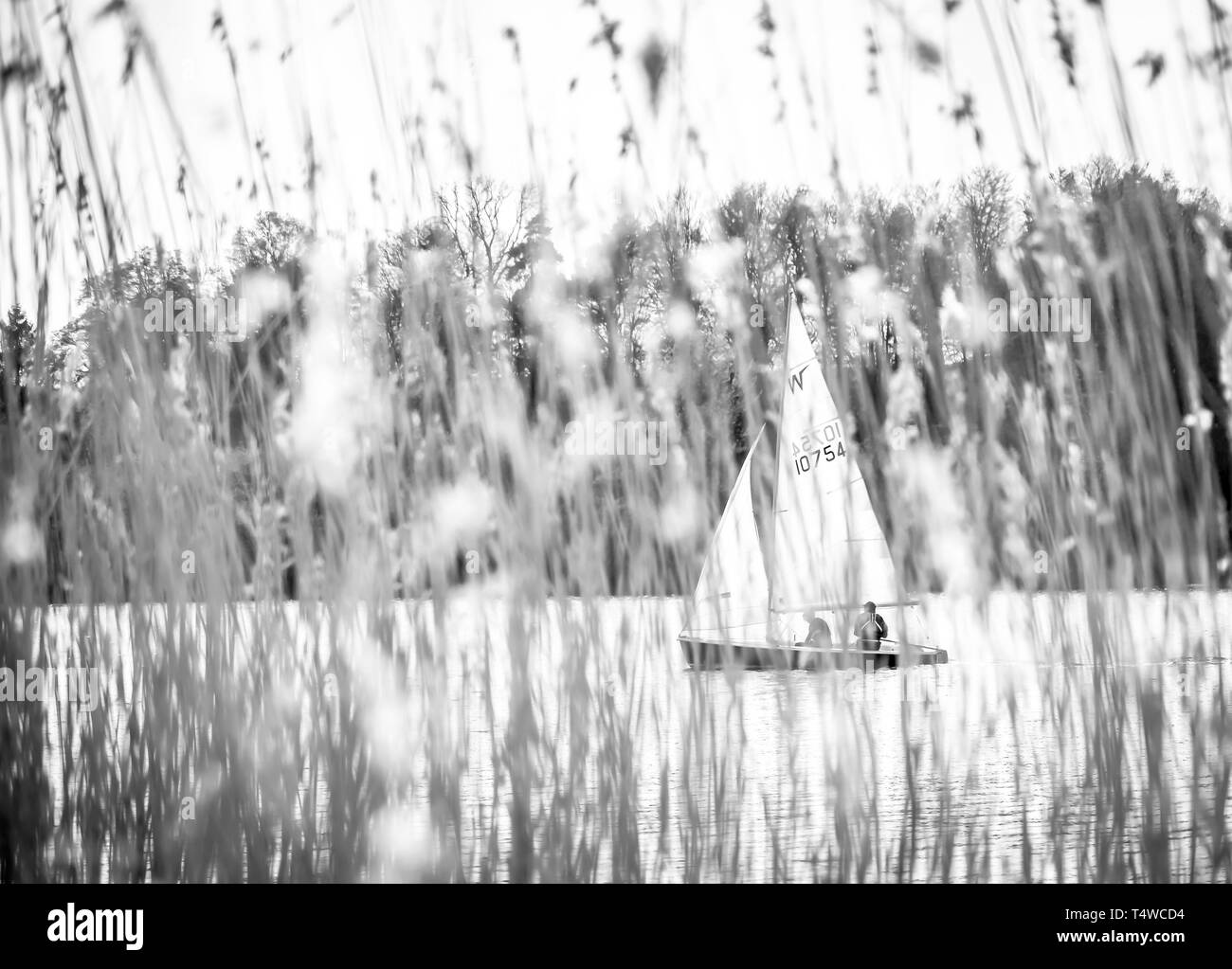 Sailing boat throught shoreline rushes Stock Photo