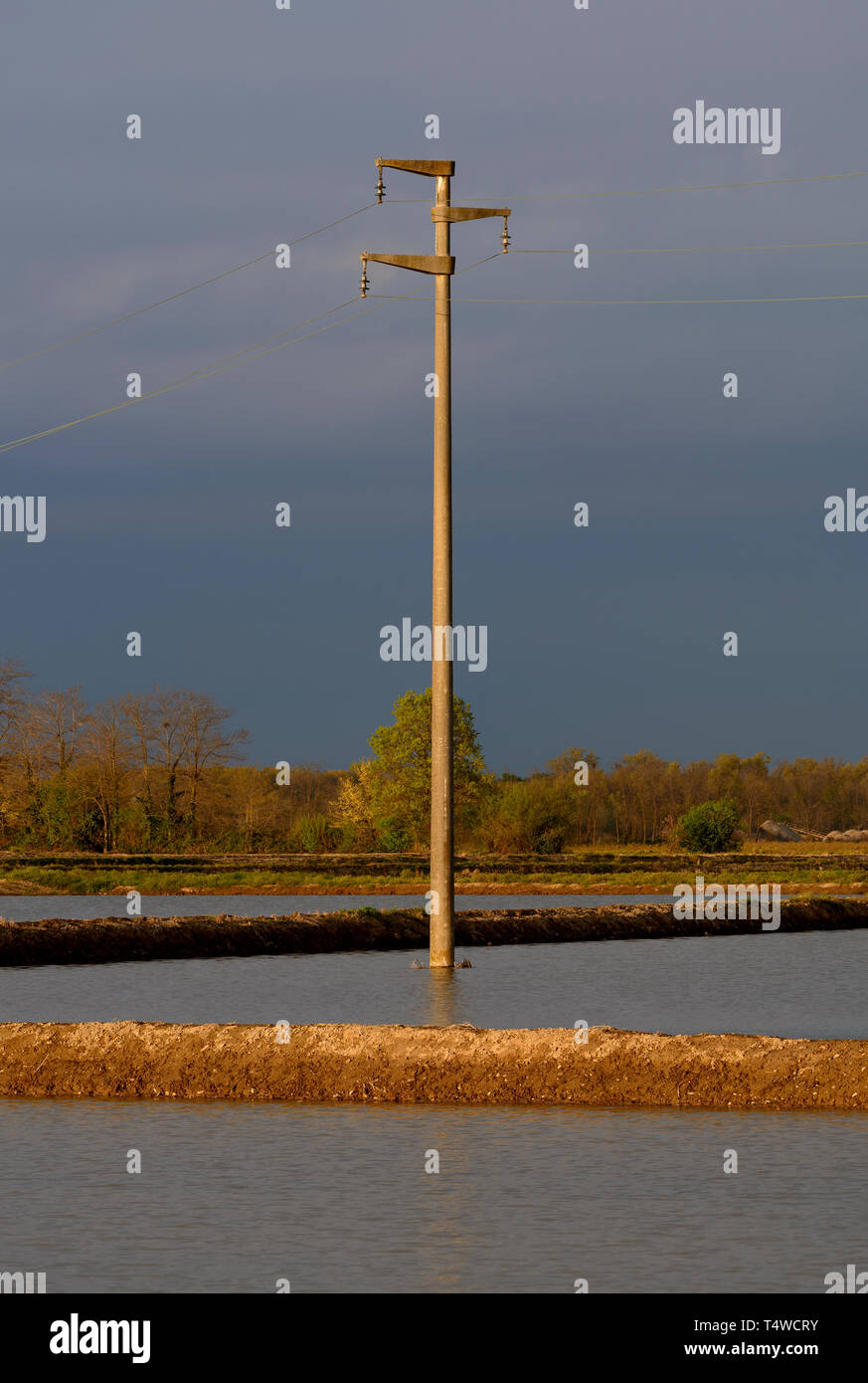 Electricity pole immersed in the water of a rice field Stock Photo