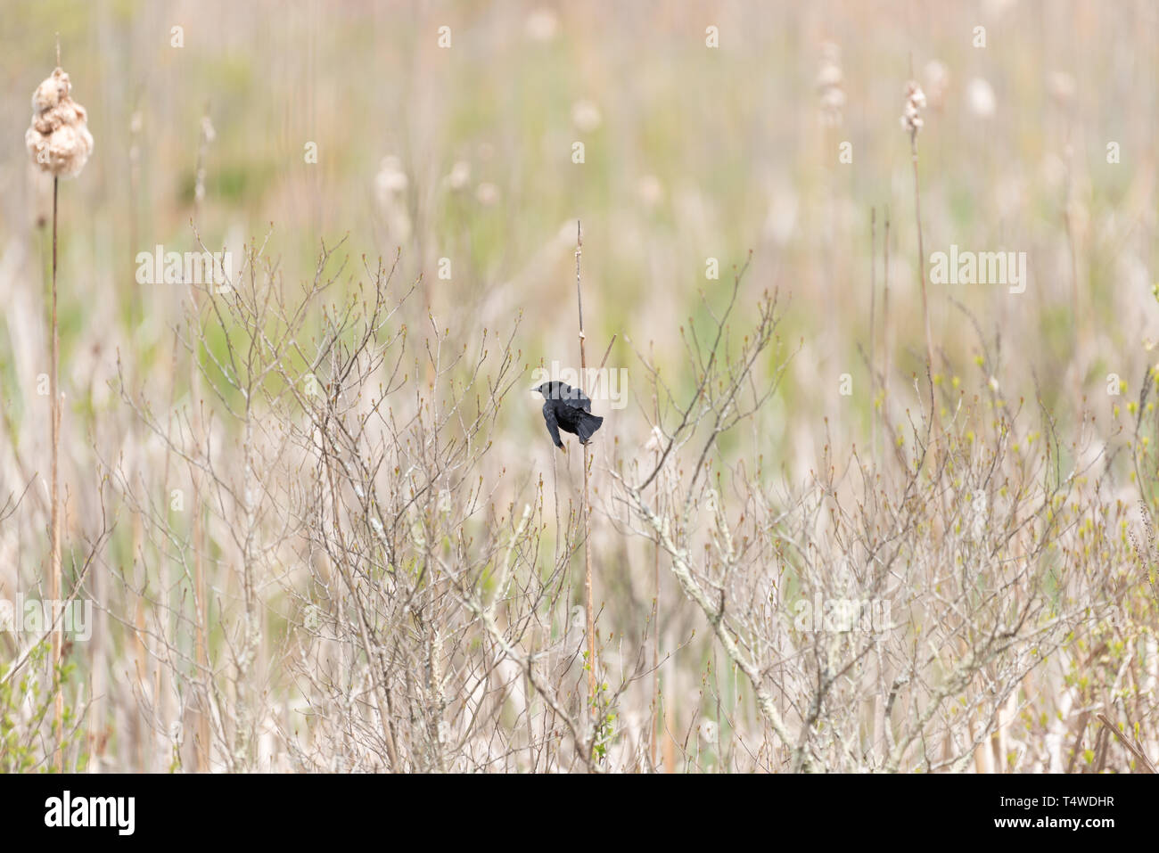 Red winged blackbird perched on vertical grasses and calling in a salt marsh Stock Photo