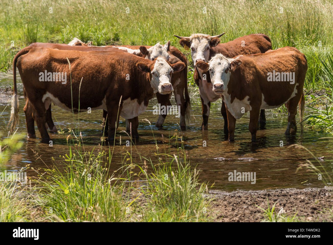 Group of cows standing in a stream on a hot summers day Stock Photo