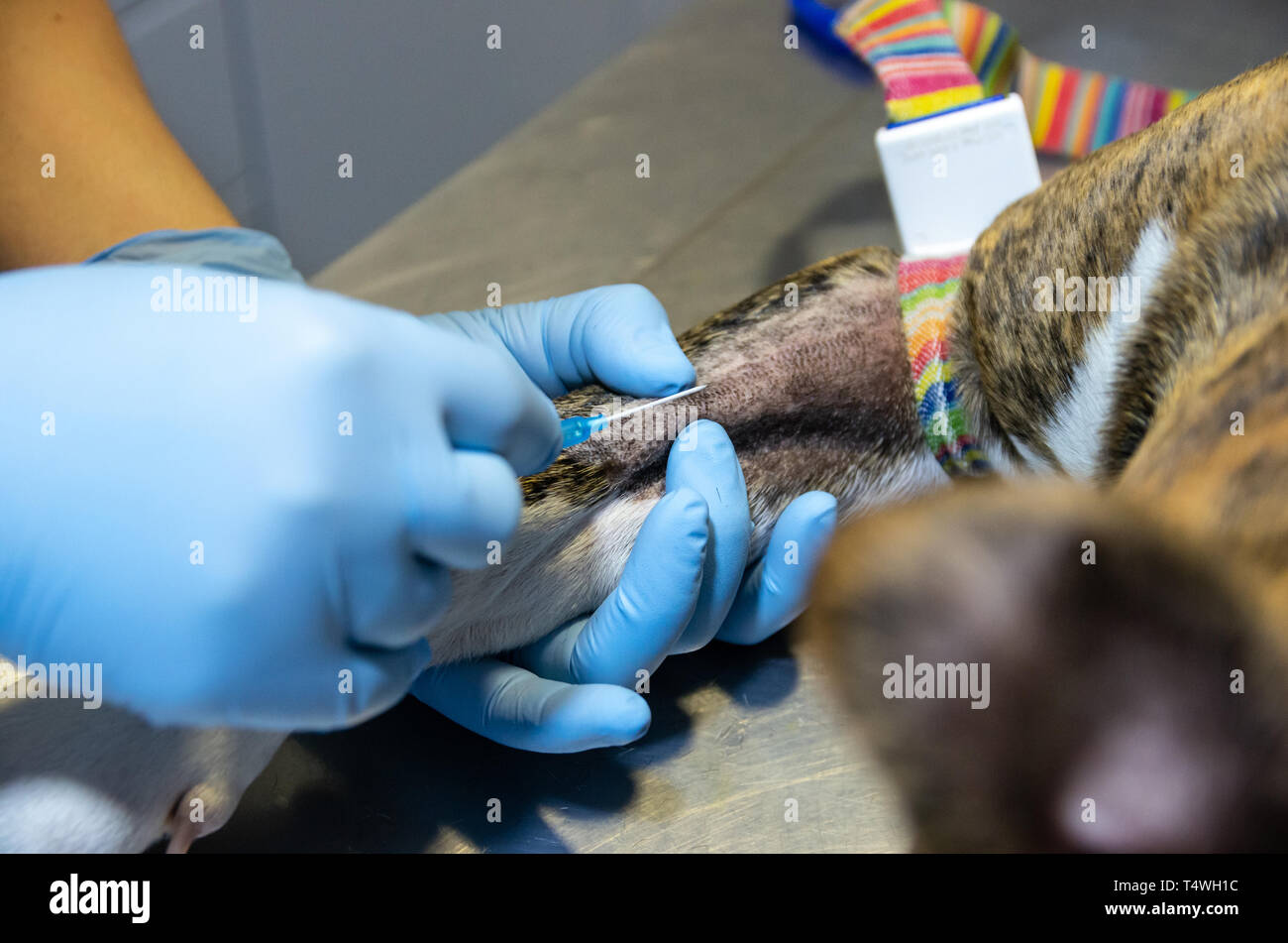 Intravenous catheter placement in a sedated dog by a veterinarian Stock