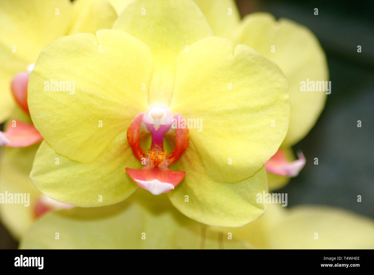 A close up of a beautiful yellow orchids bloom Stock Photo