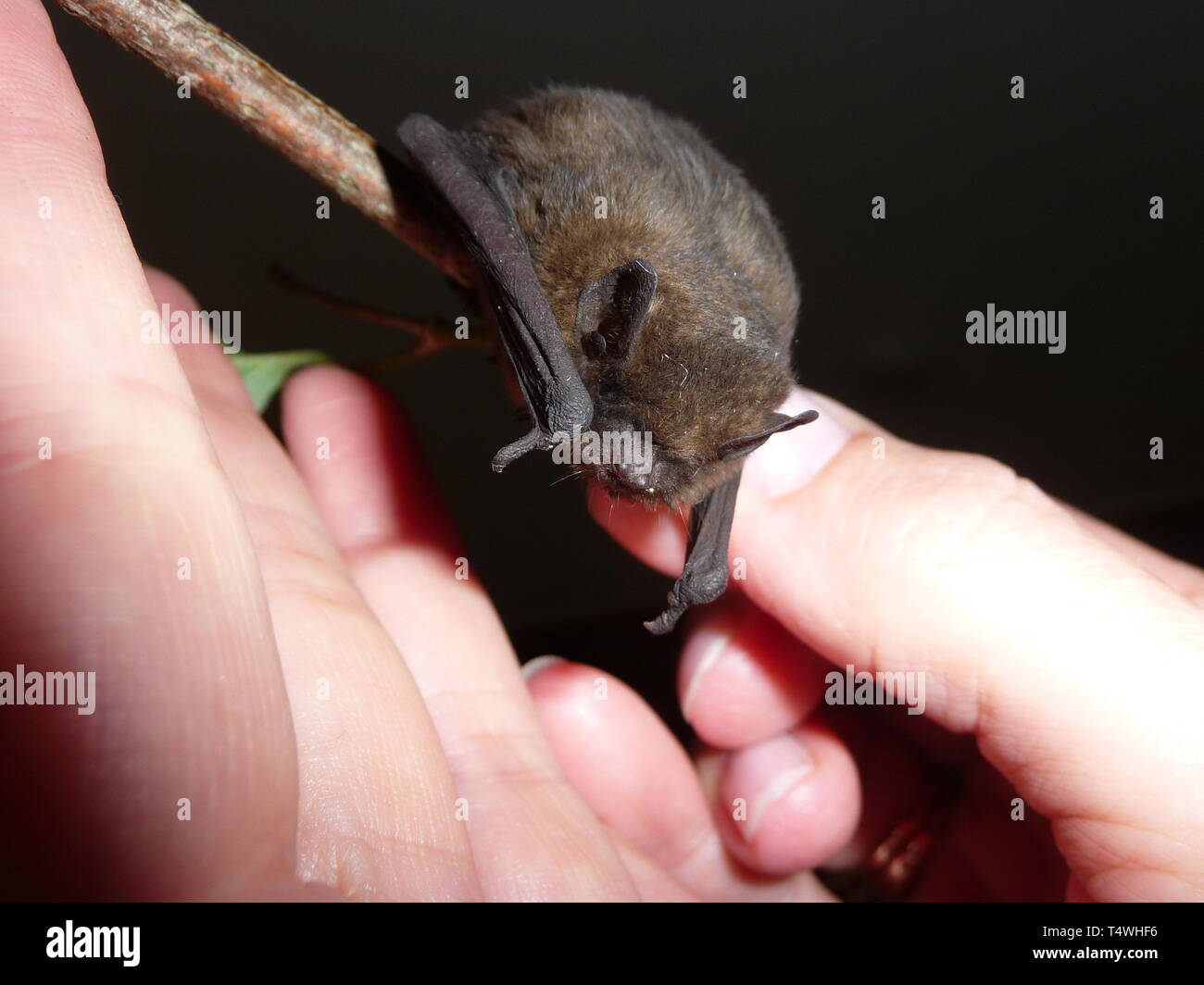 Dwarf Bat  pipistrellus pipistrella Stock Photo