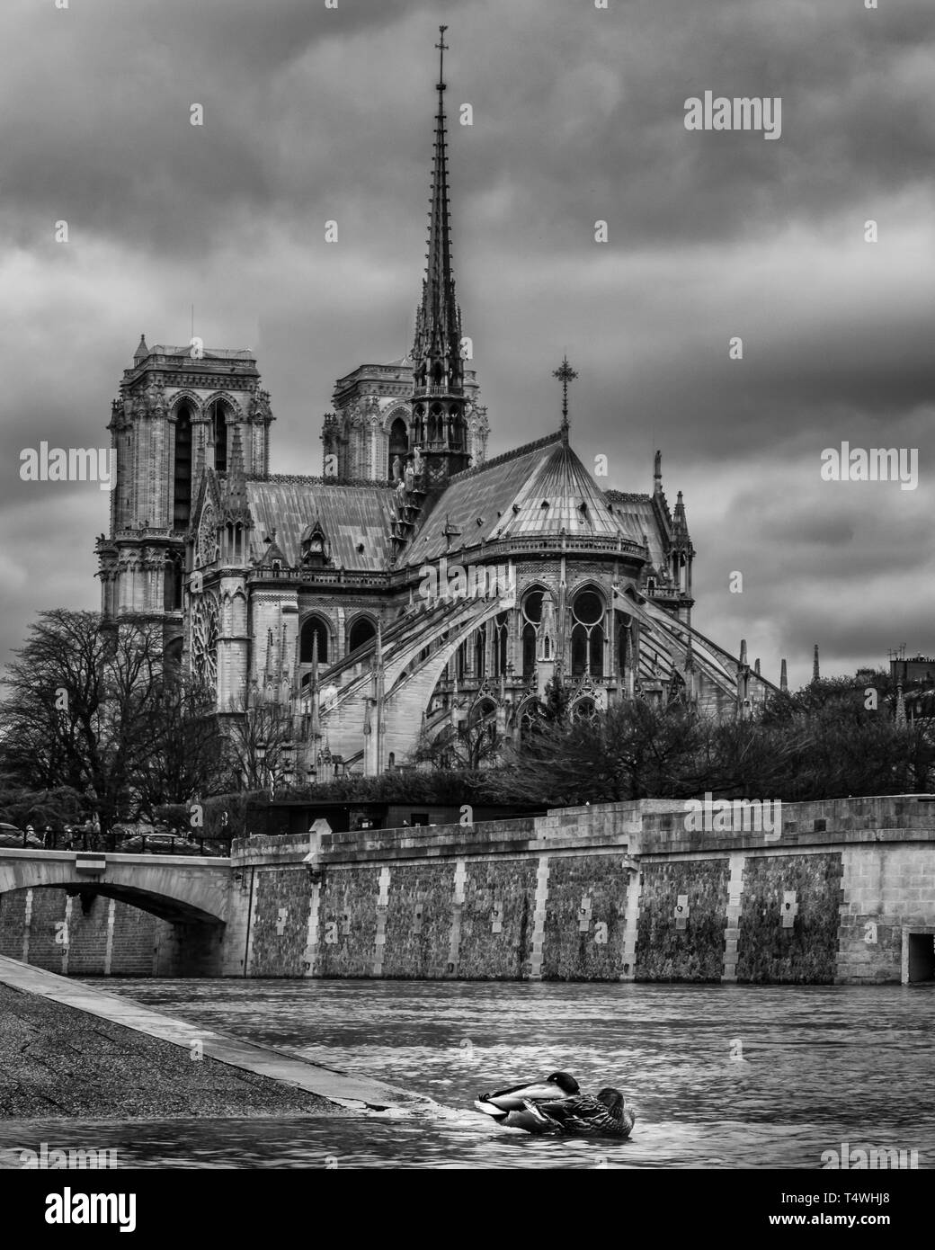 Notre Dame in black & white with ducks in foreground Stock Photo