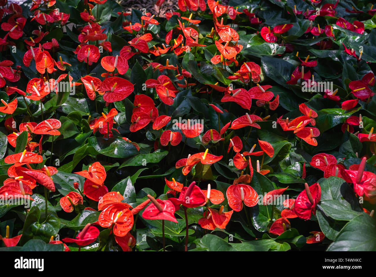 Red anthurium flowes ( tailflower, flamingo flower, laceleaf ) with green leaves. Beautiful vibrant colourful tropical flower palnt nature texture pat Stock Photo