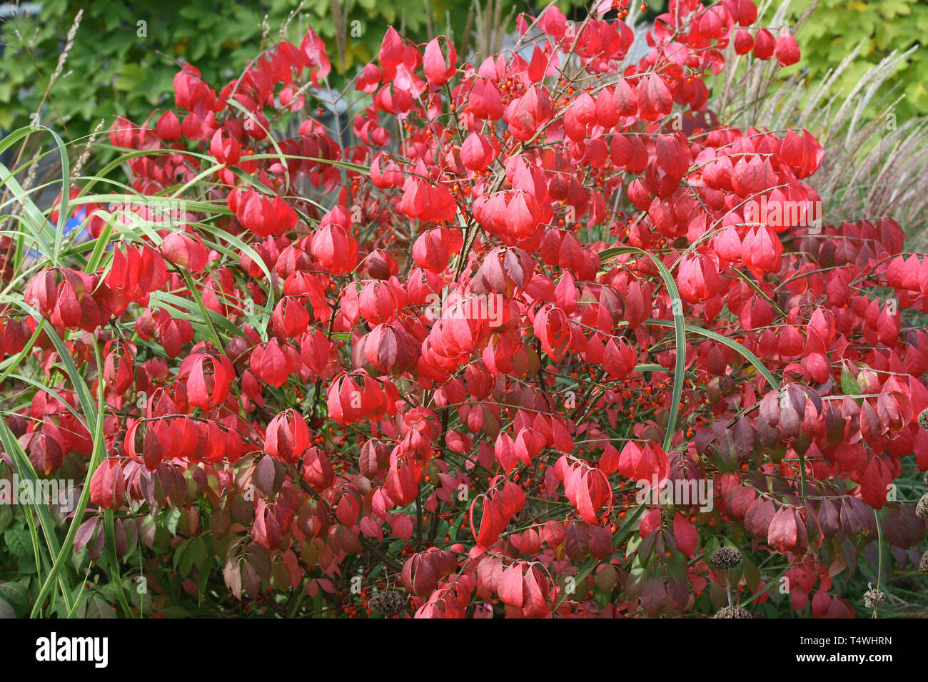 Small shrub with red leaves Kleiner Strauch mit roten Blättern Stock