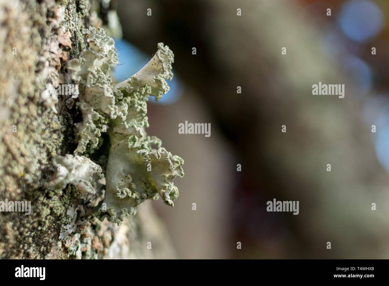 Tree dwelling fungi hi-res stock photography and images - Alamy