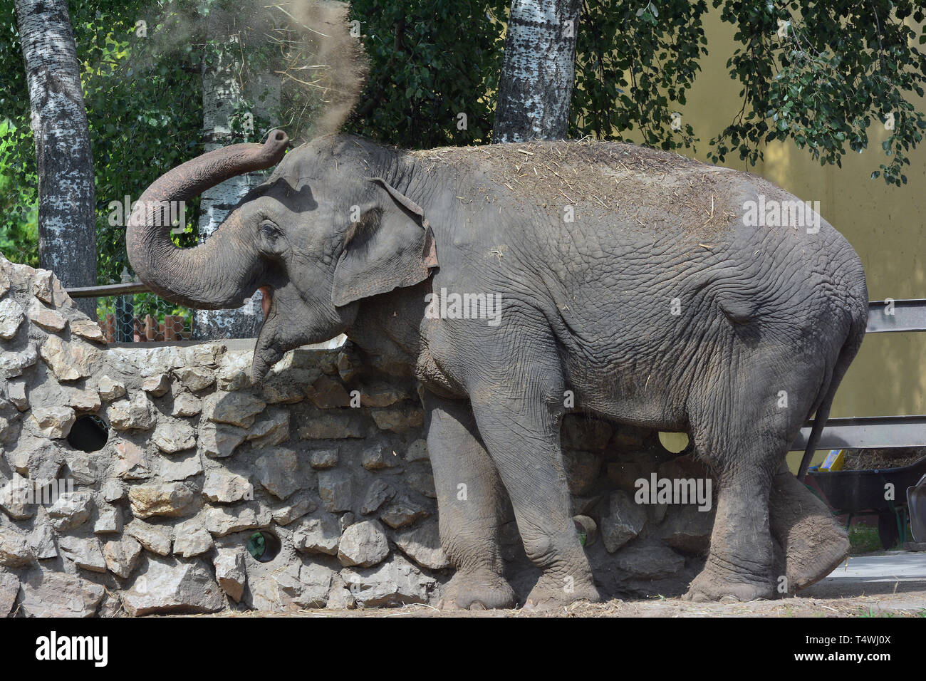 Asian elephant, Asiatische Elefant, Elephas maximus, ázsiai elefánt Stock Photo