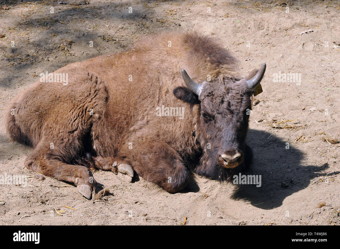 European bison, wisent, Europäische Bison, európai bölény, Bison ...