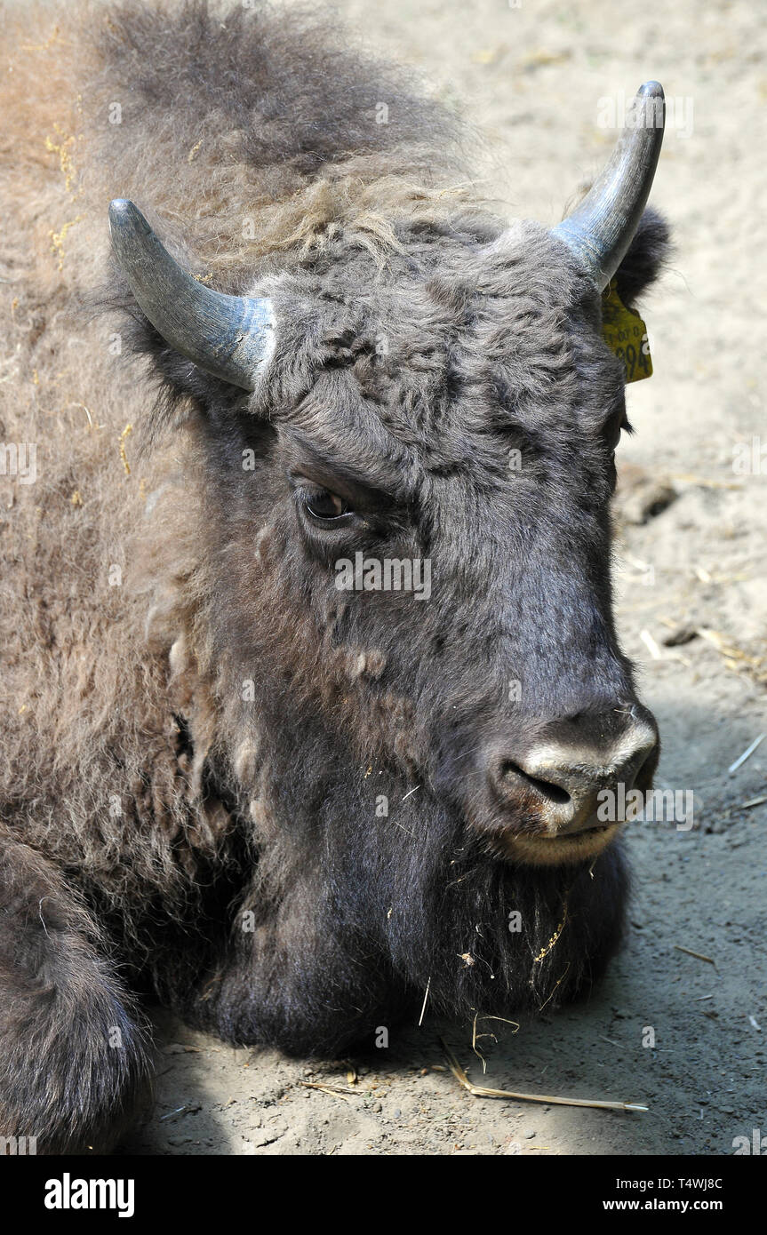 European bison, wisent, Europäische Bison, európai bölény, Bison ...
