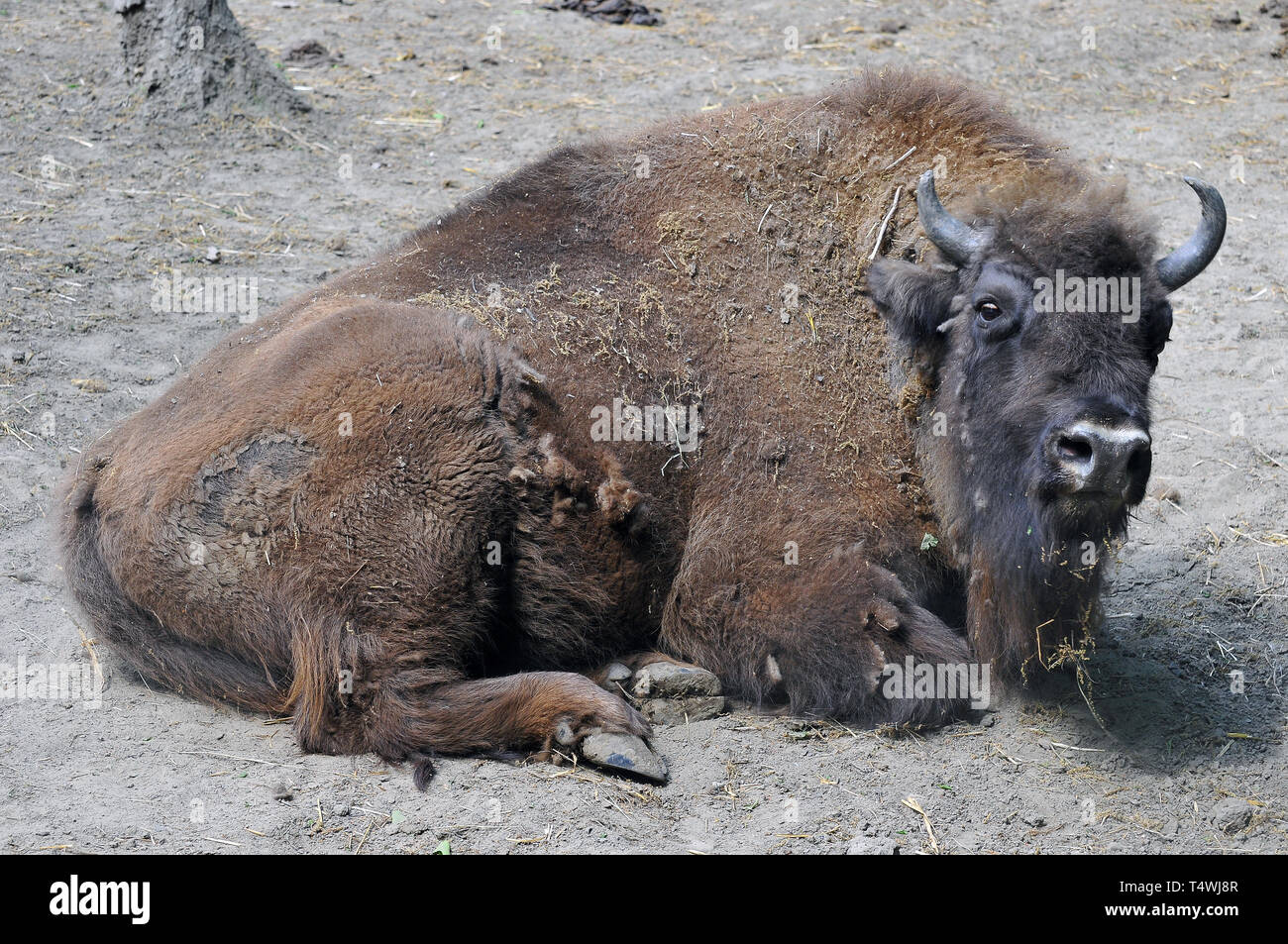European bison, wisent, Europäische Bison, európai bölény, Bison bonasus Stock Photo