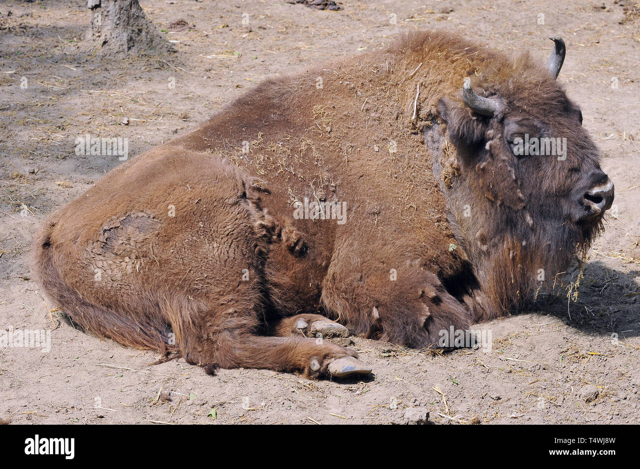 European bison, wisent, Europäische Bison, európai bölény, Bison ...