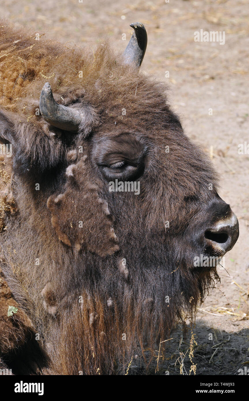 Europaische bison hi-res stock photography and images - Alamy
