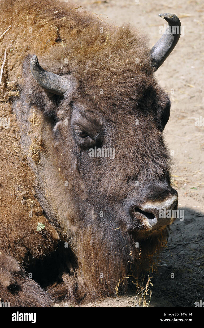 Europaische bison hi-res stock photography and images - Alamy
