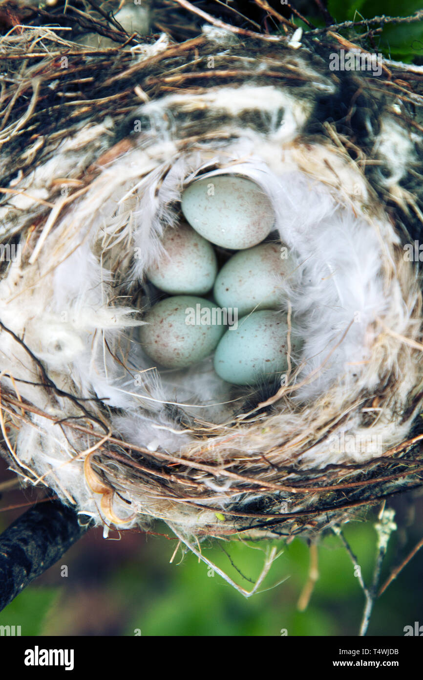 Birds nests guide. Cozy Arctic redpoll (Acanthis hornemanni) white nest