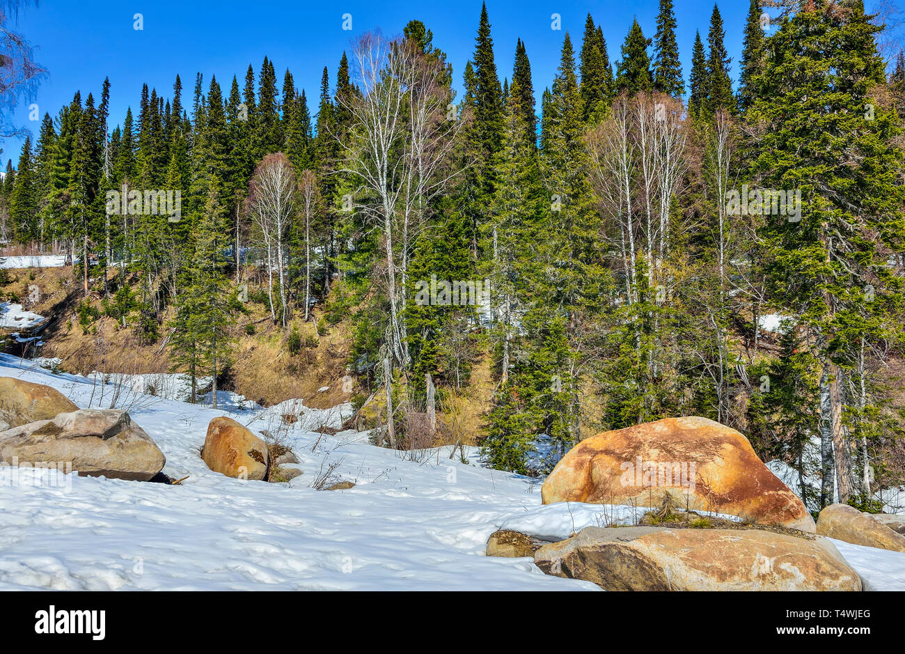 Early spring in mountain coniferous forest. Mountain slope is covered with huge boulders and melting snow. Warm sunny day, bright green forest and cle Stock Photo