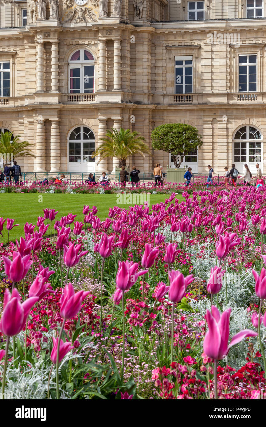 Pink tulips bloom below Palais du Luxembourg in Jardin du Luxembourg, Paris, France Stock Photo