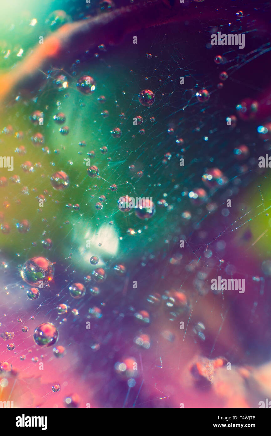 magic web with water droplets in the microcosm. ultra macro web in ...