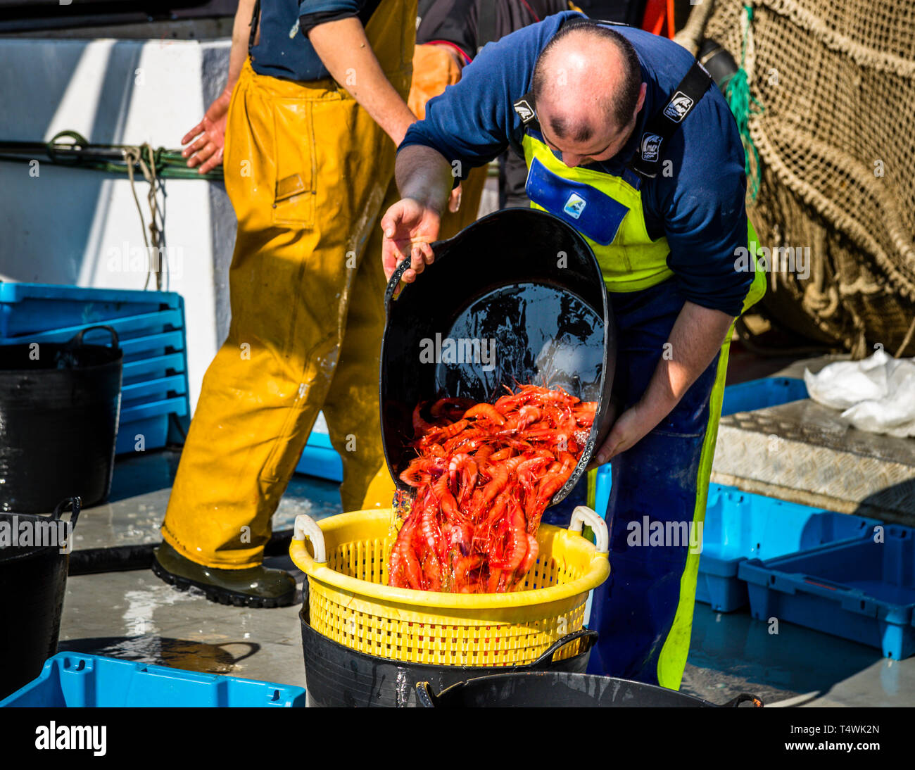 Fisherman with fresh prawns in Palamós, Spain. These prawns are deep red and now go straight from the trawler to the auction. You are fished in the 2,000 meter deep canyon right in front of Palamós. Catalan fish auction in Palamós Stock Photo