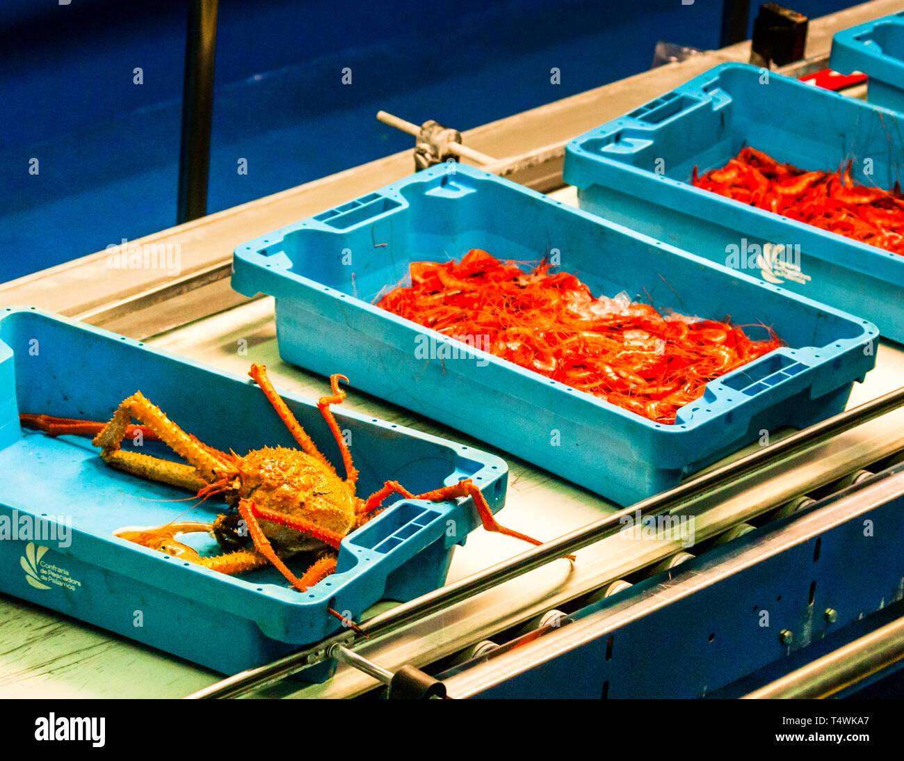 Catalan fish auction in Palamós, Spain Stock Photo