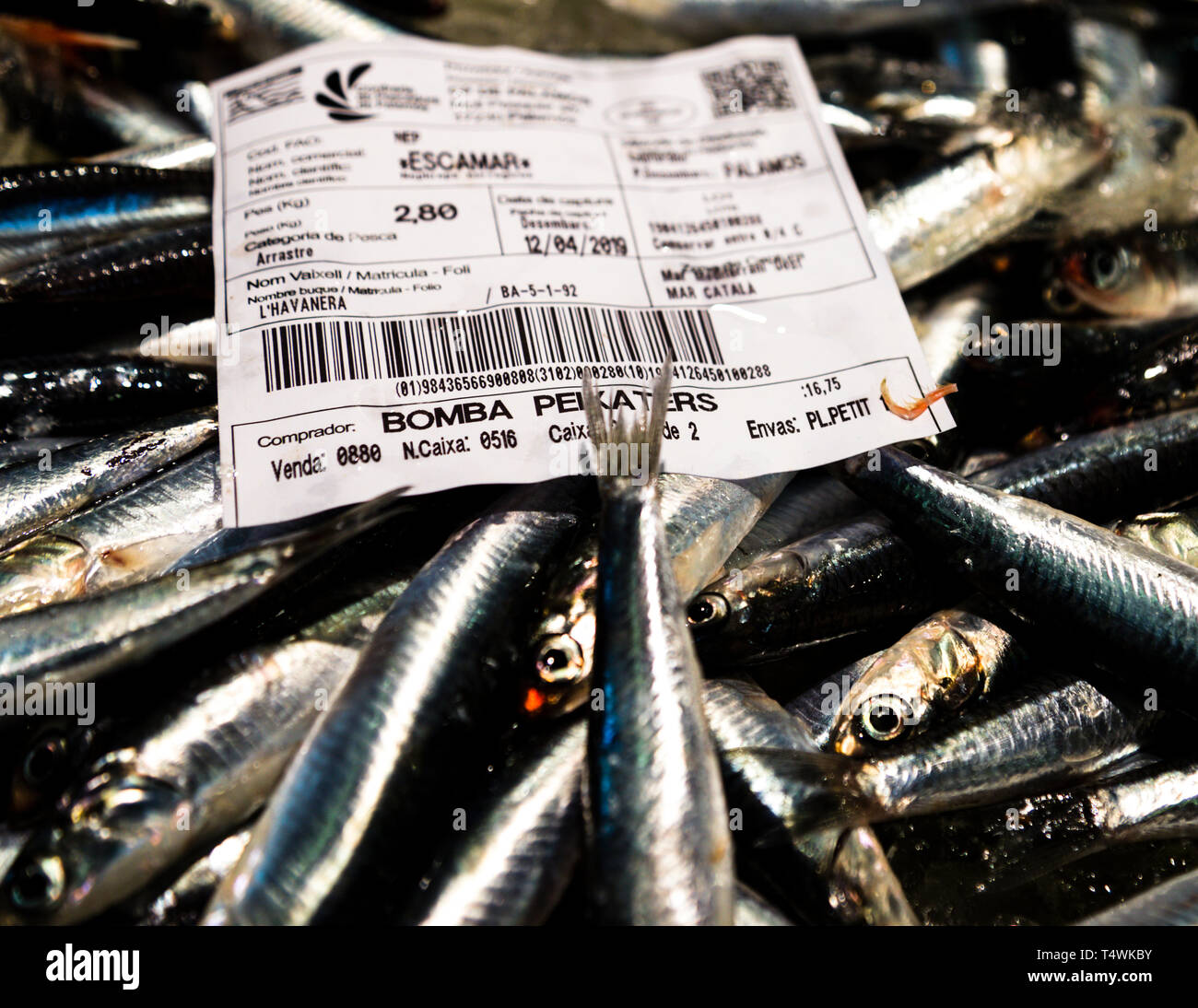 Catalan fish auction in Palamós, Spain. Fresh anchovies in fish shop Stock Photo
