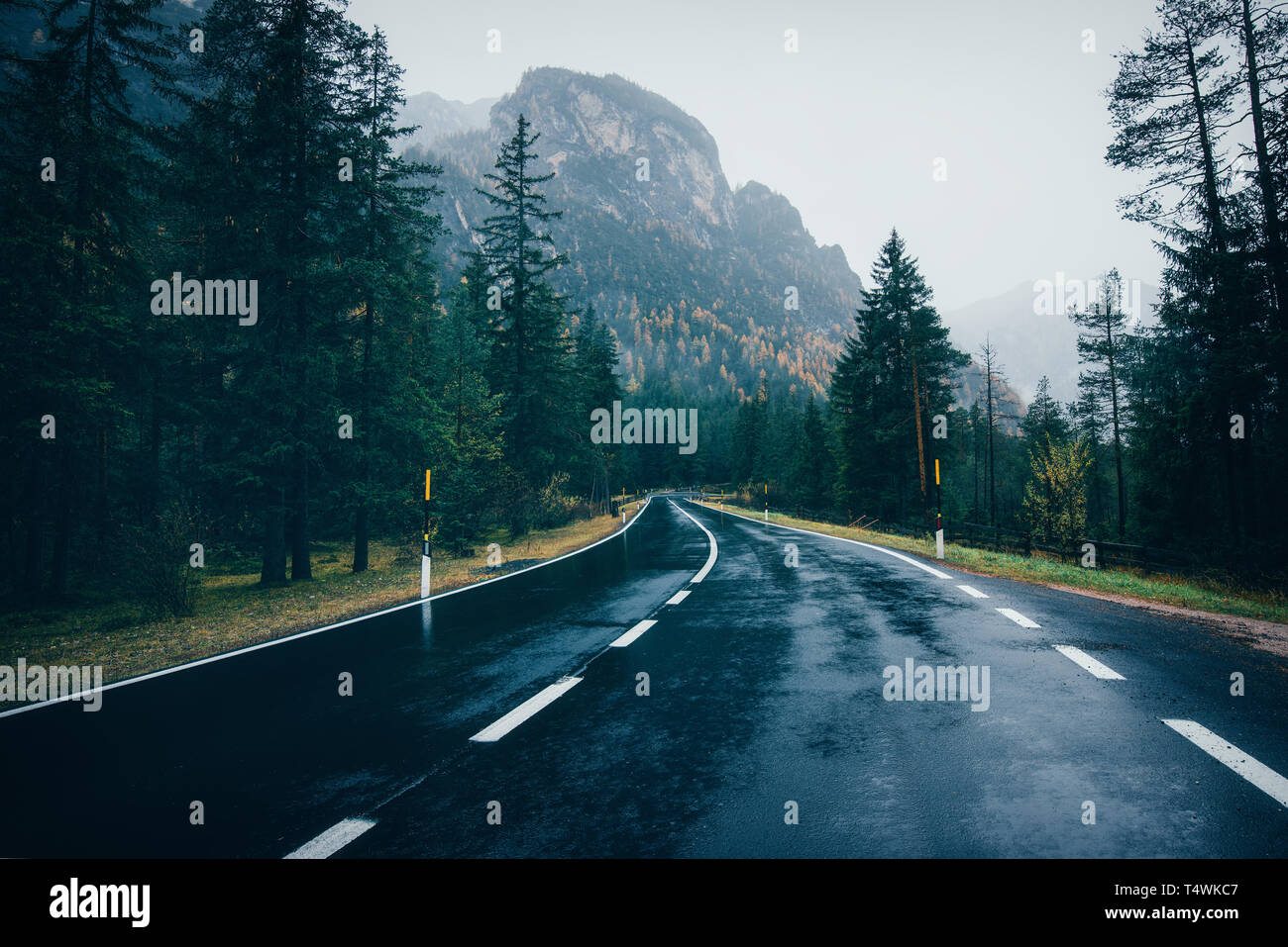 Road in the spring forest in rain. Perfect asphalt mountain road in ...