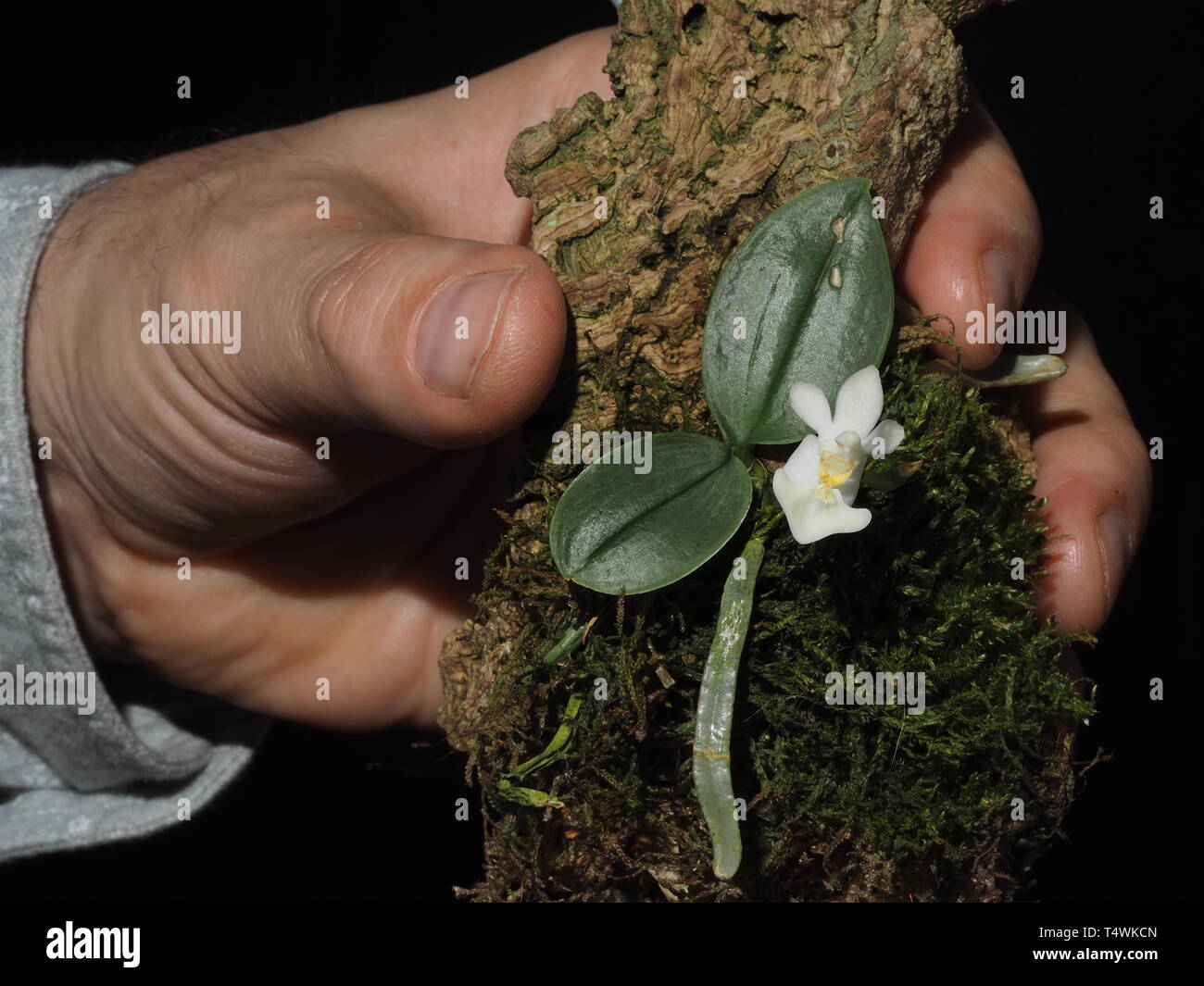 White miniature phalaenopsis held in hand Stock Photo