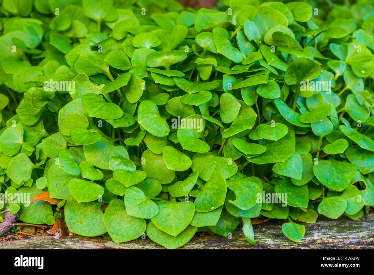 Winter purslane in macro closeup, organic cultivated garden plants, healthy green vegetables Stock Photo