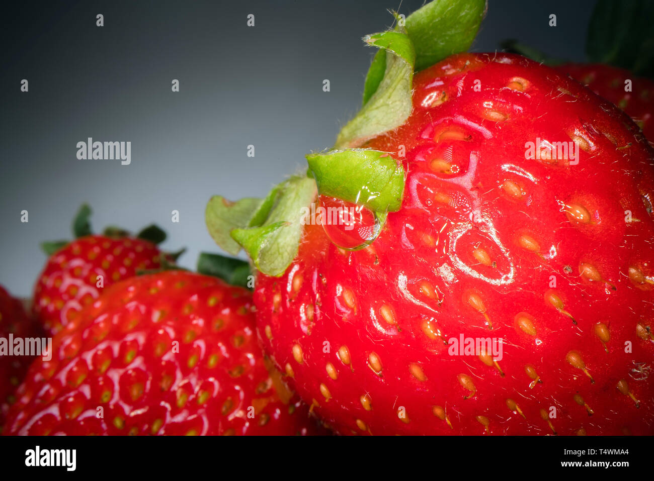 Macro shot of red juicy strawberry on black background. Sweet harvested ...
