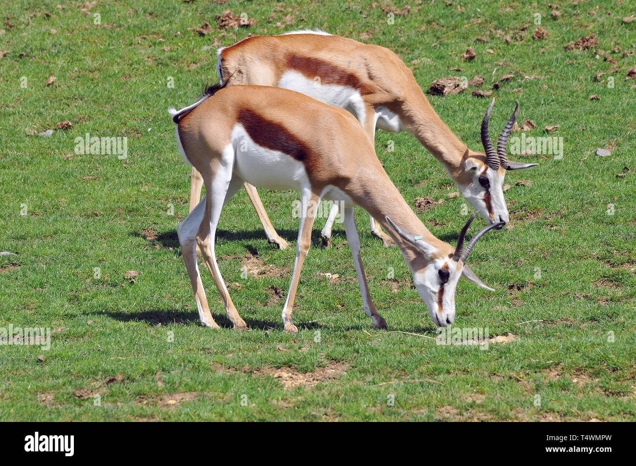 springbok, Springböcke, vándorantilop, Antidorcas marsupialis Stock Photo