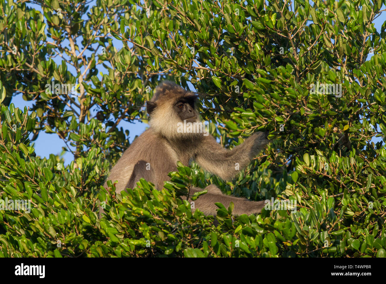 Tufted Grey Langur. Semnopithecus priam. Single adult in tree. Sri Lanka. Stock Photo