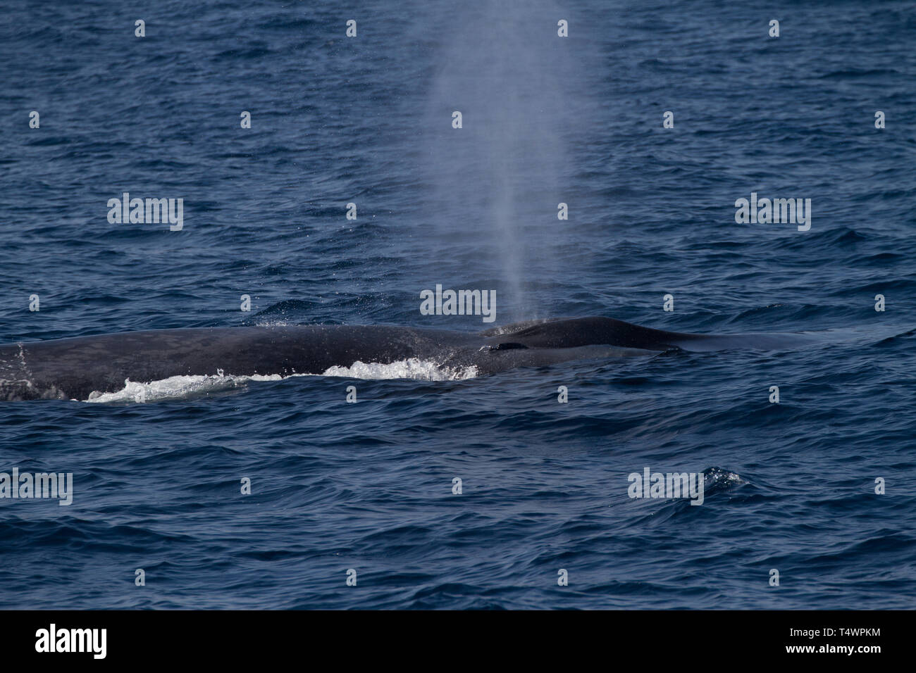 Blue Whale Balaenoptera musculus, seen from whale watching boat, near ...