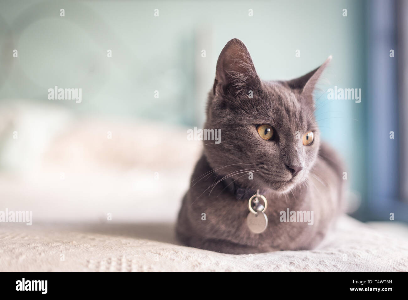 Cute grey kitten on bed spread with pastel coloured background and copy space Stock Photo