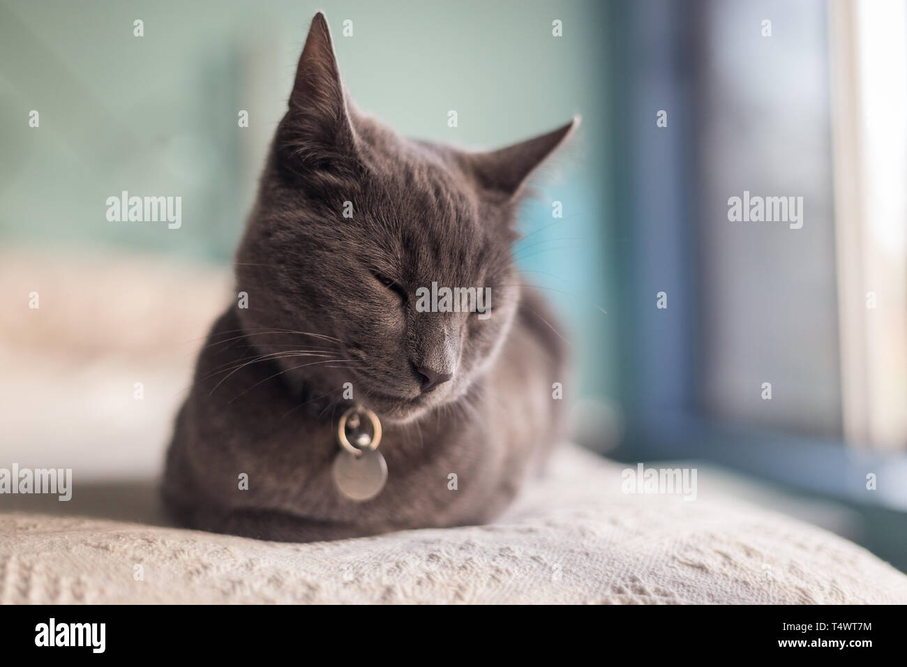 Tired grey kitten sleeping on bed with pastel coloured background and copy space Stock Photo