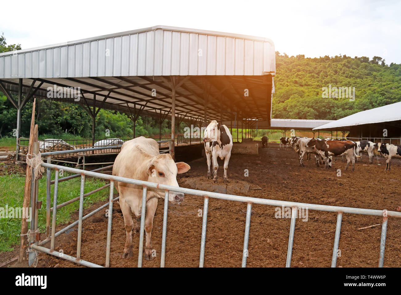 agriculture industry, farming and animal husbandry herd of cows on farm Stock Photo