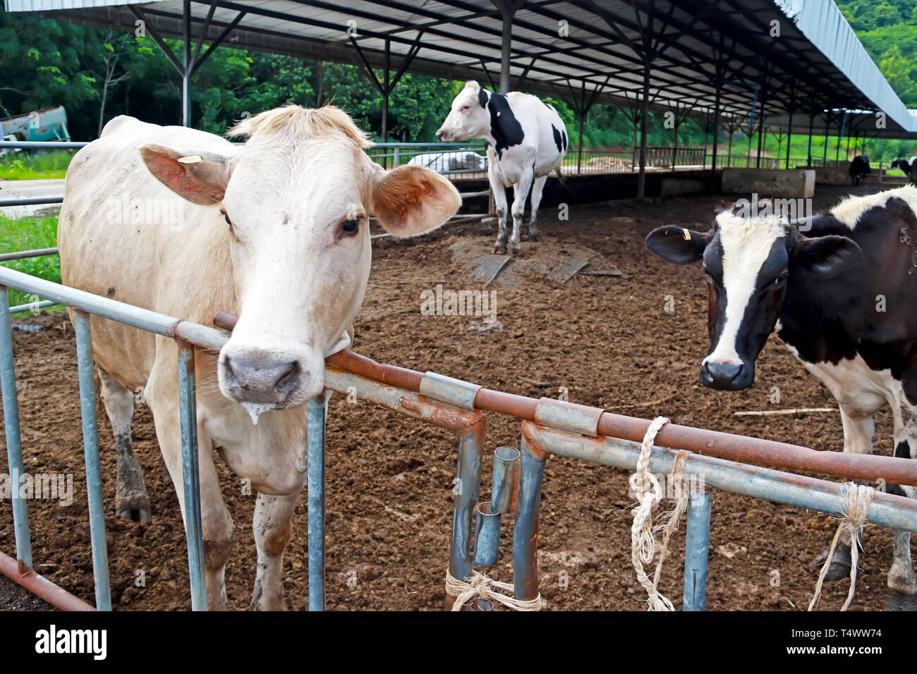 agriculture industry, farming and animal husbandry herd of cows on farm Stock Photo