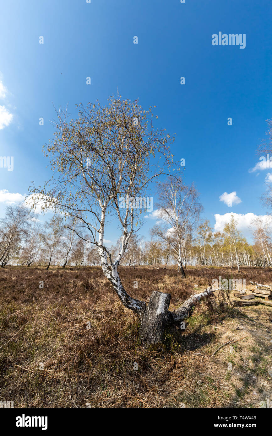 Venn with white birches against blue sky. Struffelt (Hautes Fagnes, Hoge Venen, High Vens) in Germany - Rott, Eifel, MRW, North Rhine Westphalia, Germ Stock Photo