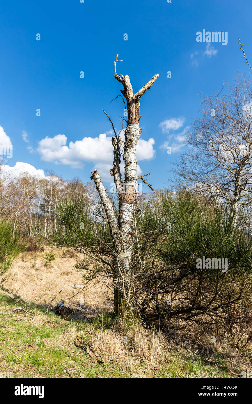 Venn with white birches against blue sky. Struffelt (Hautes Fagnes, Hoge Venen, High Vens) in Germany - Rott, Eifel, MRW, North Rhine Westphalia, Germ Stock Photo