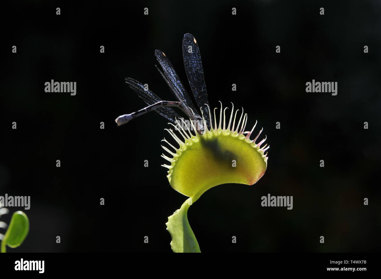 Venus flytrap, Dionaea muscipula Stock Photo