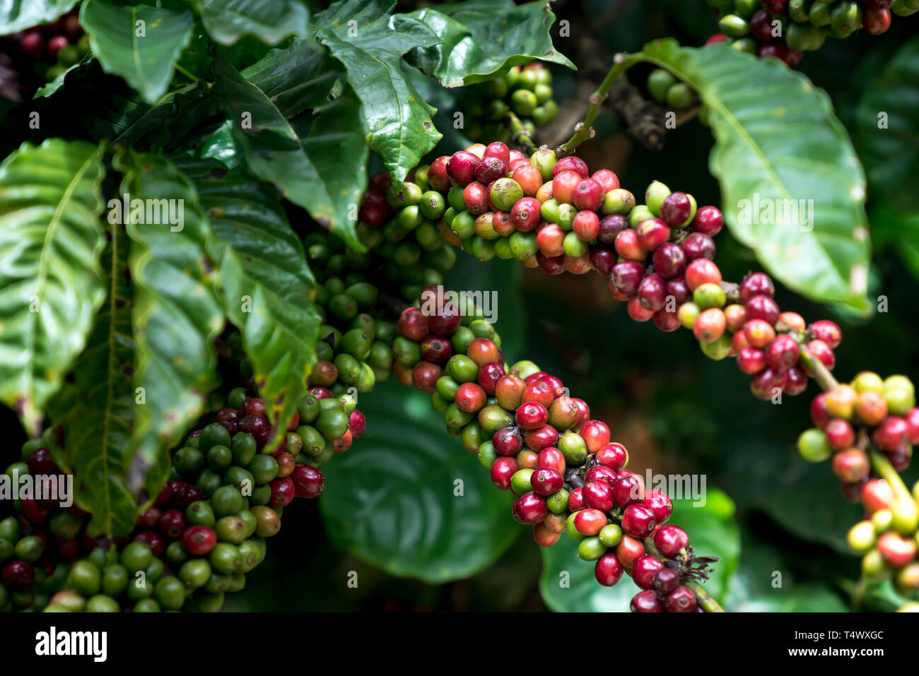 raw coffee beans