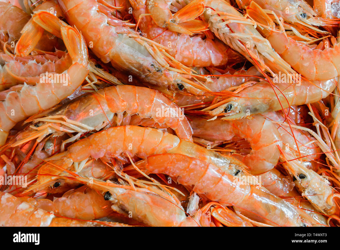 Pink Prawn High Resolution Stock Photography and Images Alamy