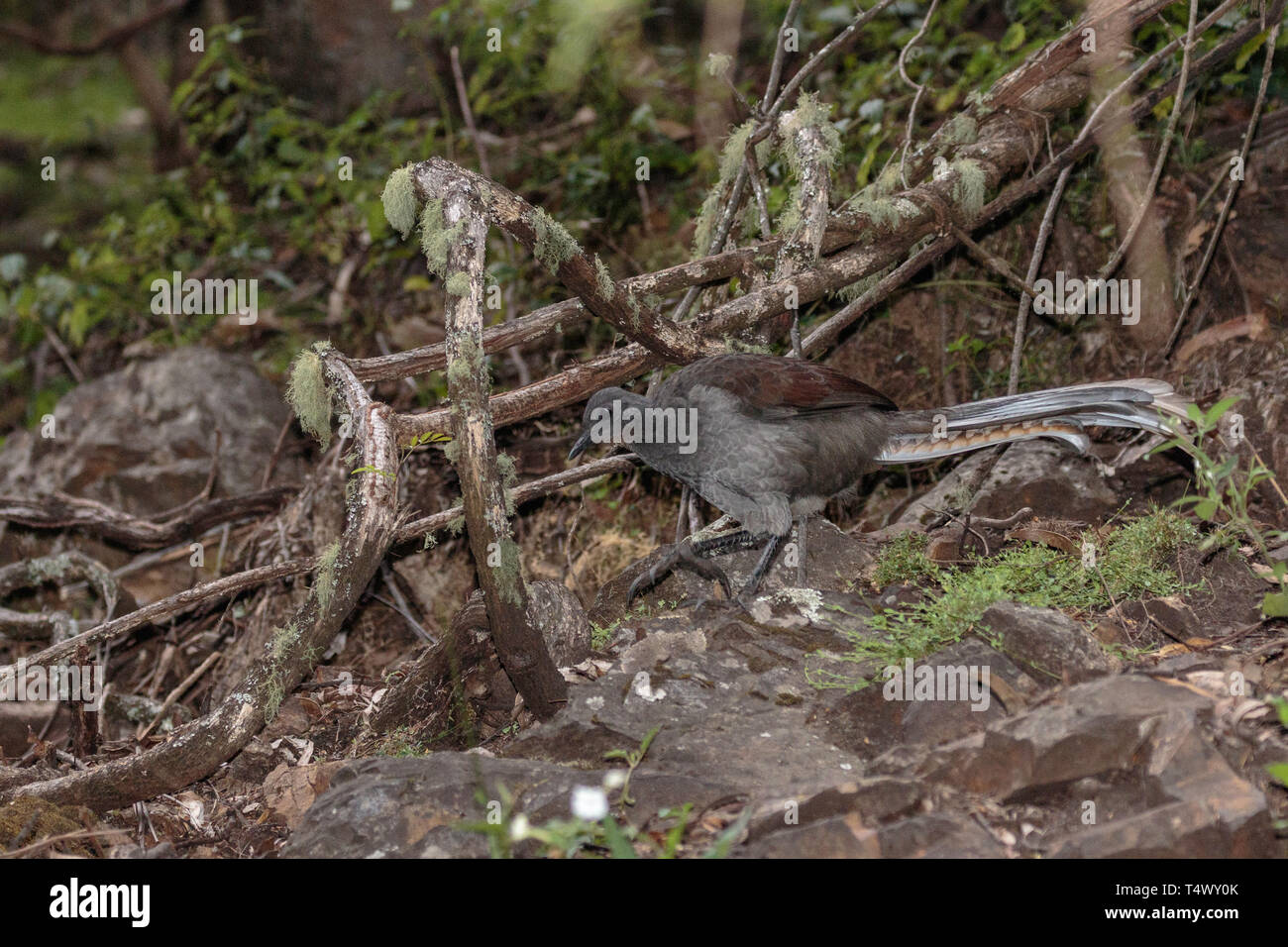 A female Superb Lyrebird scratching for food in the morning near Jenolan Caves, Blue Mountains National Park, Sydney, Australia in April 2019 Stock Photo