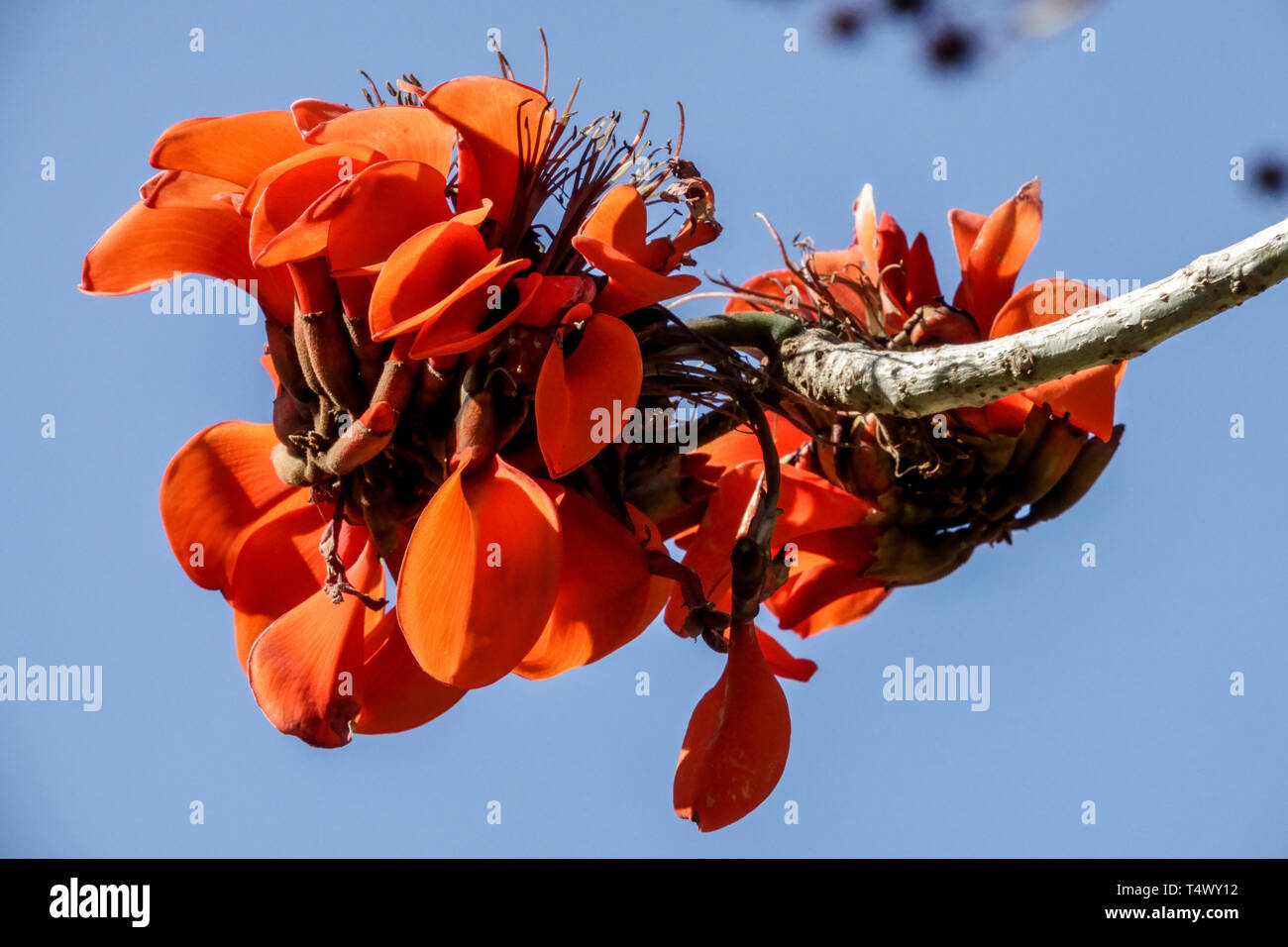 Erythrina caffra Coast Coral Tree close up flower Stock Photo